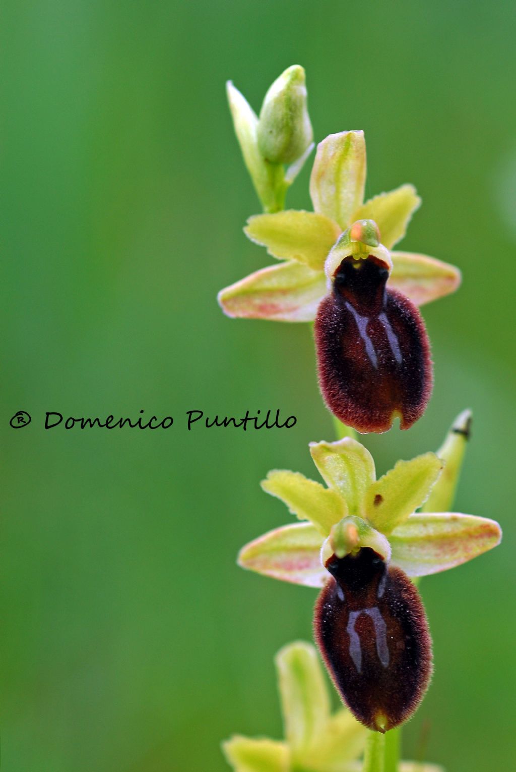 Ophrys tarentina